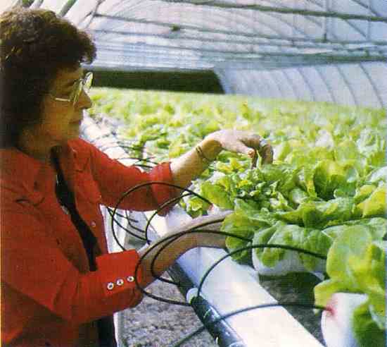 Lettuce is one of the most popular greenhouse vegetables. Here, black tubes deliver nutrients to lettuce plants in an NFT system.